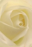 You are drawn straight into the heart of this exquisite cream-white rose, as though wrapped in the gentle curves of its petals, much like a sheltered enclave found near Inwood Park on a peaceful Hounslow morning. The petals unfurl in perfect, spiral progression-each one fine-edged with a delicacy and texture reminiscent of soft satin brushed with barely-there dew. The lighting creates a glowing aura, infusing tender shadows between folds of ivory, bestowing the bloom with remarkable depth and quiet drama. There is palpable serenity here, the same kind that fills the air in Hounslow's leafy lanes as the world begins to stir. For a florist, the selection of this rose is a statement of pure reverence, ideally suited for expressing heartfelt sympathy, admiration, or the optimism of new beginnings. Its imagined fragrance is gentle but distinct-cool and lightly sweet, destined to uplift rather than overpower. The closeness of the image places focus not just on the natural artistry of the flower itself, but also on the thoughtful craftsmanship behind every bouquet prepared in local shops for same-day delivery. Each perfectly arranged petal tells a story of care and tradition, honouring the important moments in life, whether as an elegant centrepiece for a special event or a token of quiet support delivered to a loved one's door in Hounslow. The rose, in this light, becomes a living emblem of resilience, compassion, and beauty embraced by the community.